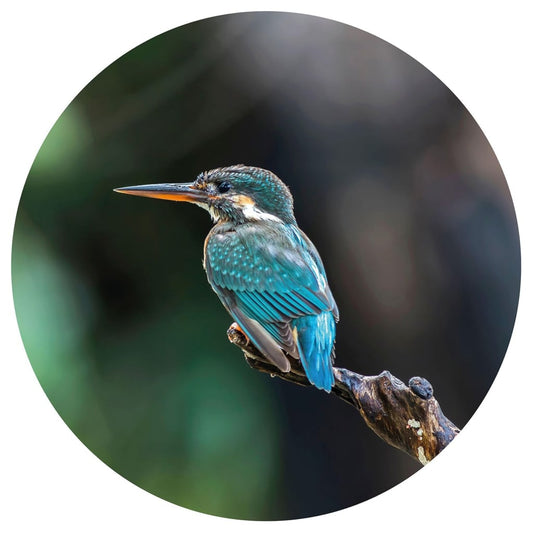 WallArt Cerchio Carta da Parati The Kingfisher 190 cm