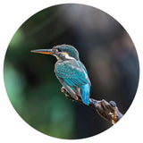 WallArt Cerchio Carta da Parati The Kingfisher 142,5 cm